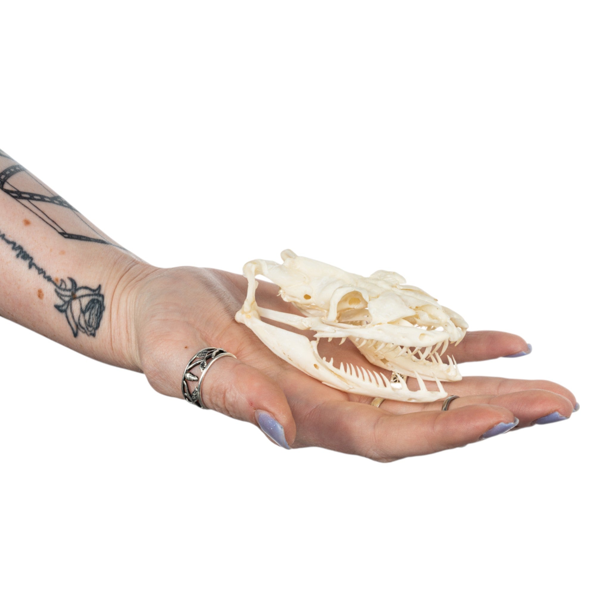 Authentic Real Reticulated Python Skull Specimen - Taxidermy Oddity for Home Decor, Gothic Display & Educational Science Collection