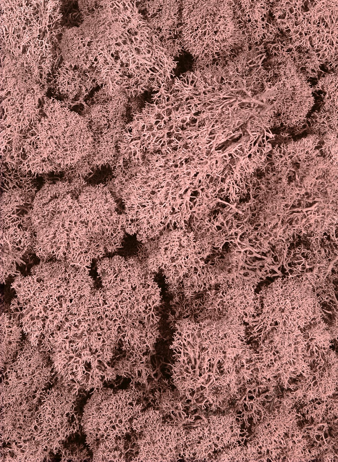 SuperMoss Preserved Reindeer Moss - Dusty Rose (3 lbs) | Natural Decorative Moss for Terrariums, Floral Arrangements & Home Decor