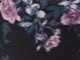 Black Blooming Rose