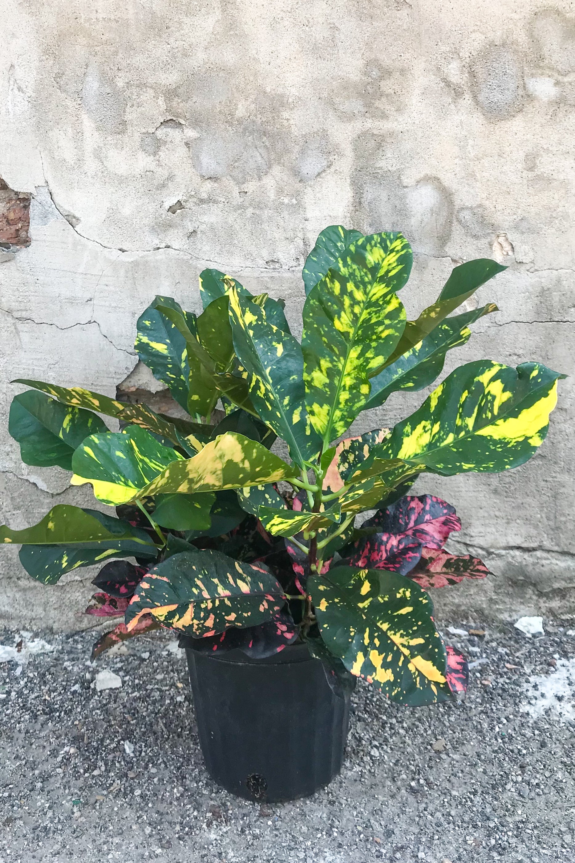 Buy Codiaeum Variegatum Garden Croton 8 Inch - Colorful Tropical Houseplant for Home & Office Decor - Perfect for Indoor Gardening, Living Room, and Patio