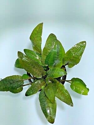 Cryptocoryne Wendtii Bronze Live Aquarium Plants for Fish Tank - Easy Low Light Aquatic Plant for Beginners | Perfect for Freshwater Aquascaping & Shrimp Tanks