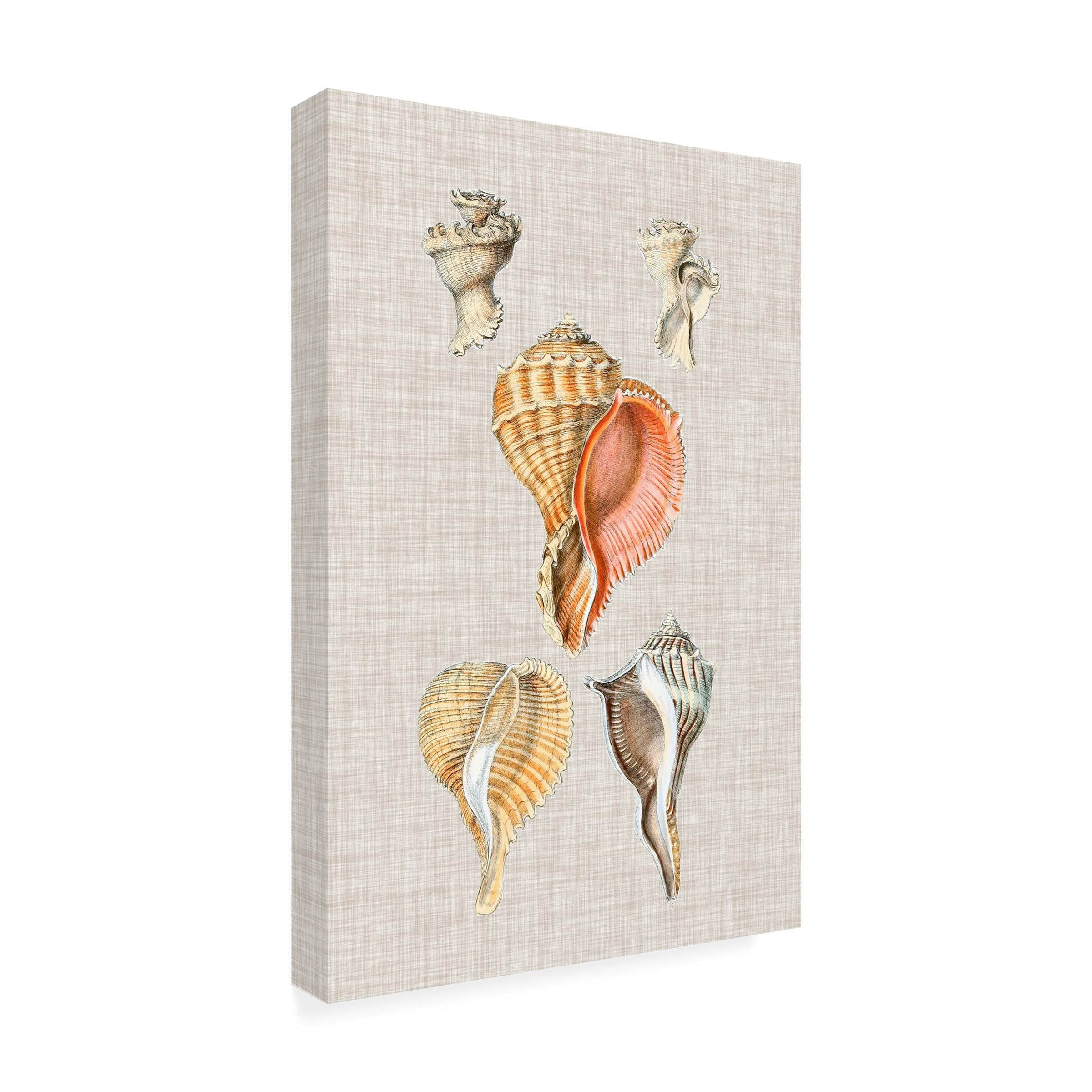 Trademark Fine Art 'Antique Shells on Linen VI' Canvas Wall Art Print by Vision Studio - Perfect for Beach House Decor, Coastal Living Room & Nautical Bathroom