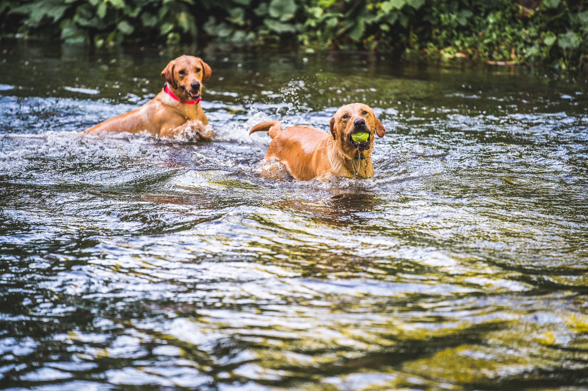 **Pink Dry Dog Collar - Waterproof & Quick-Drying Pet Collar for Small & Medium Dogs - Perfect for Bathing, Swimming & Outdoor Adventures**