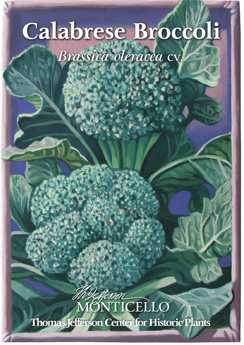 Organic Calabrese Broccoli Seeds (Brassica oleracea var. italica) - Non-GMO Heirloom Vegetable Seeds for Home Gardening, Planting in Backyard or Containers - Perfect for Fresh Salads, Stir-Fries & Healthy Eating