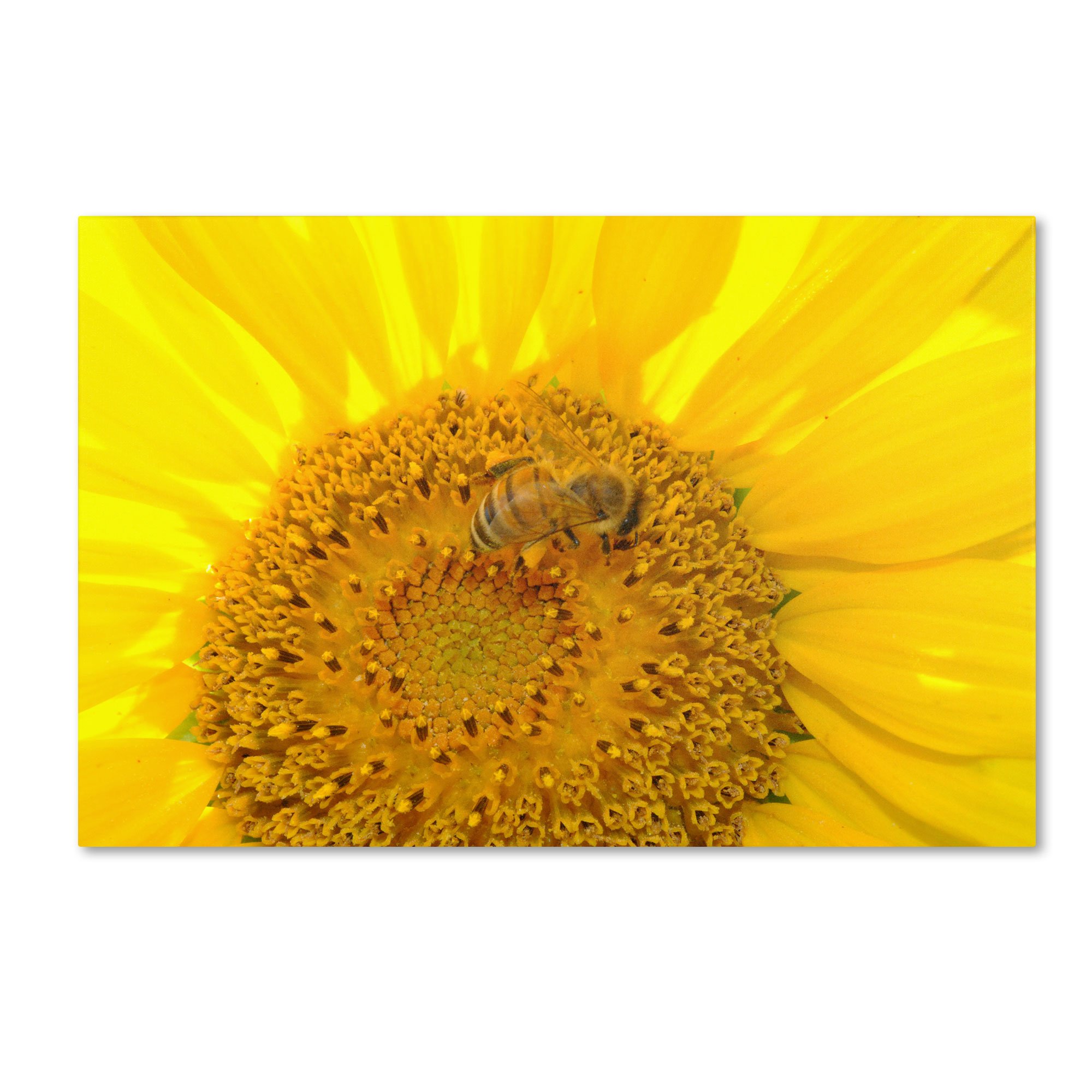 Monica Fleet 'Honey-Maker' Canvas Wall Art Print - 22x32 Inch Floral Bee Painting - Home & Office Decor, Living Room Bedroom Wall Decor