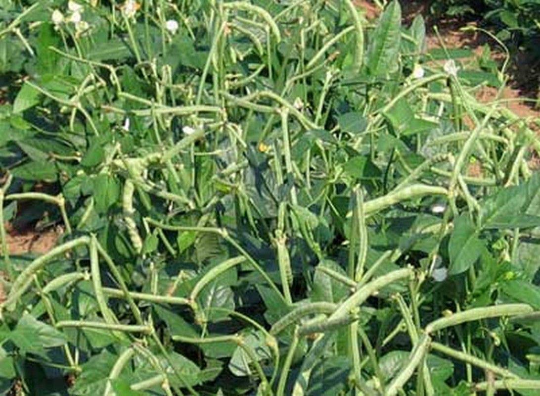 Premium Zipper Cream Cowpea Seeds - Large, Easy-Shelling Cream Pea Variety - 2-3 ft Bushy Plants (25 Seeds) for Home Gardening, Southern Cooking & Canning