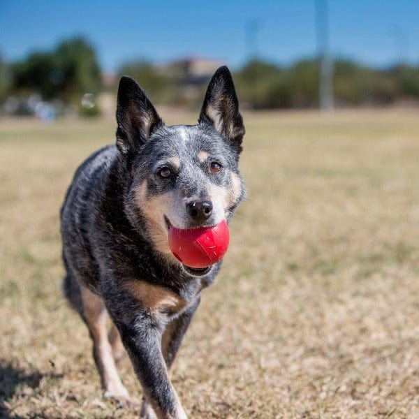 Durable KONG Classic Dog Chew Toy - Interactive Treat Dispensing Ball for Puppies & Dogs - Perfect for Playtime, Training & Mental Stimulation