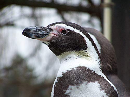 20x30 Inch Laminated Humboldt Penguin Poster - Vibrant Colors & HD Imagery - Perfect for Home Decor, Kids Room, Classroom & Office Wall Art