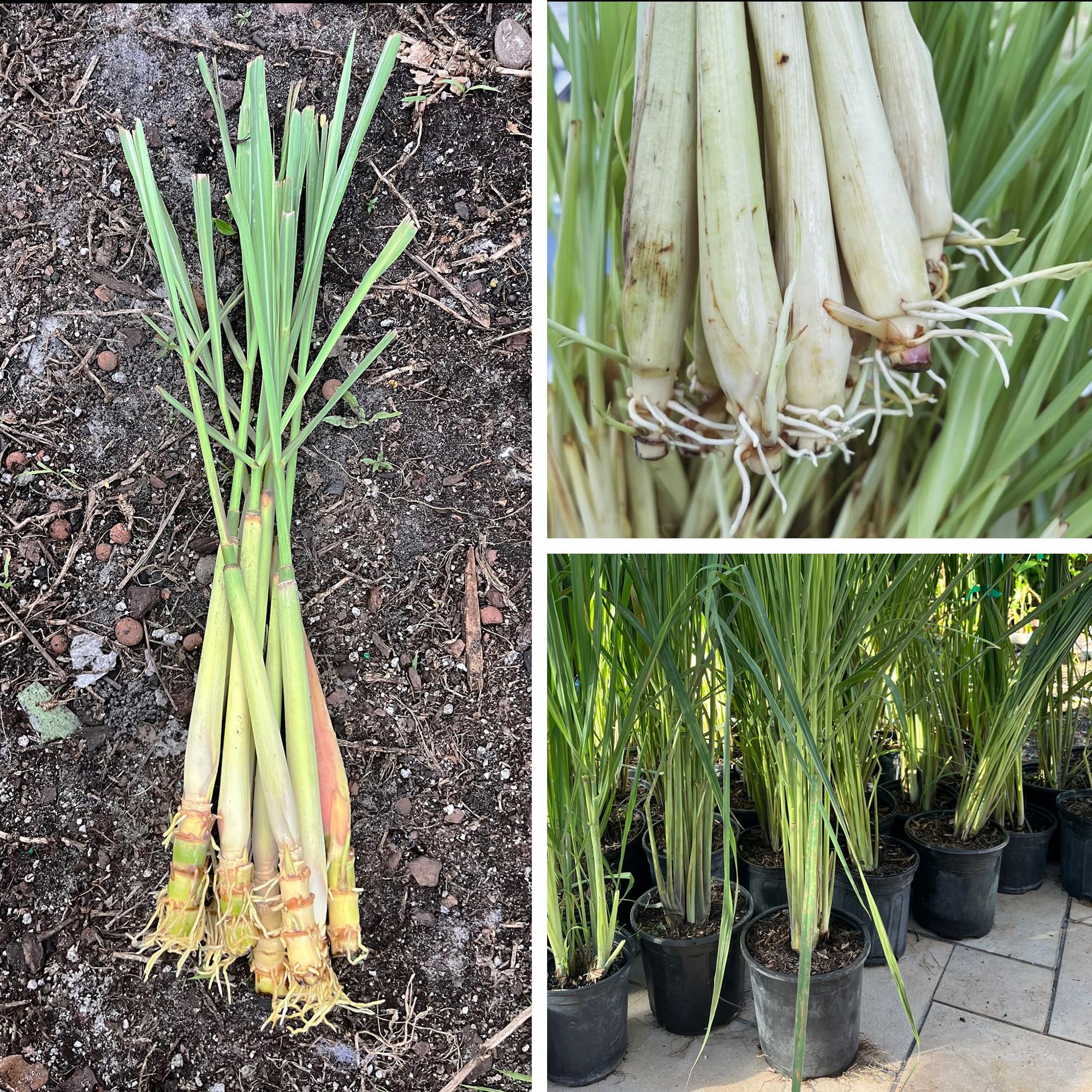 5 Fresh Lemongrass Live Plants - 12 Inch Stalks for Cooking, Tea & Natural Pest Repellent | Indoor Herb Garden & Outdoor Planting