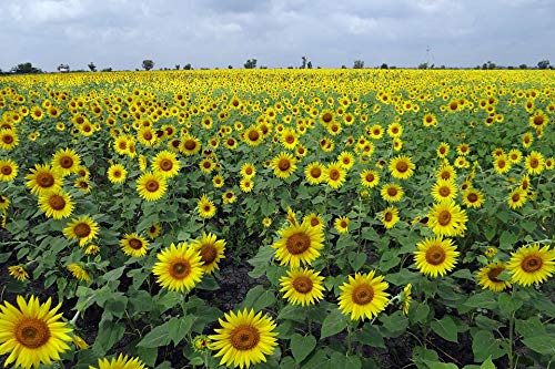 Sunflower Fields Karnataka Floral India - 20x30 Inch Laminated Poster with Vibrant Colors & HD Imagery - Perfect for Home Decor, Office Wall Art & Gift Ideas