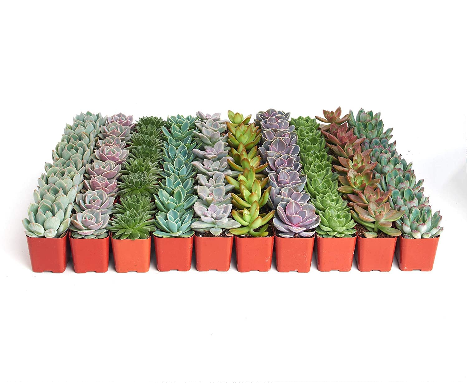 Shop Live Succulents | Bulk Rosette Succulent Plants | Mini Echeveria in 2 Inch Pots | Wedding Favors, Bouquets & Decor | Perfect for Centerpieces, Bridal Showers & Home Gardening