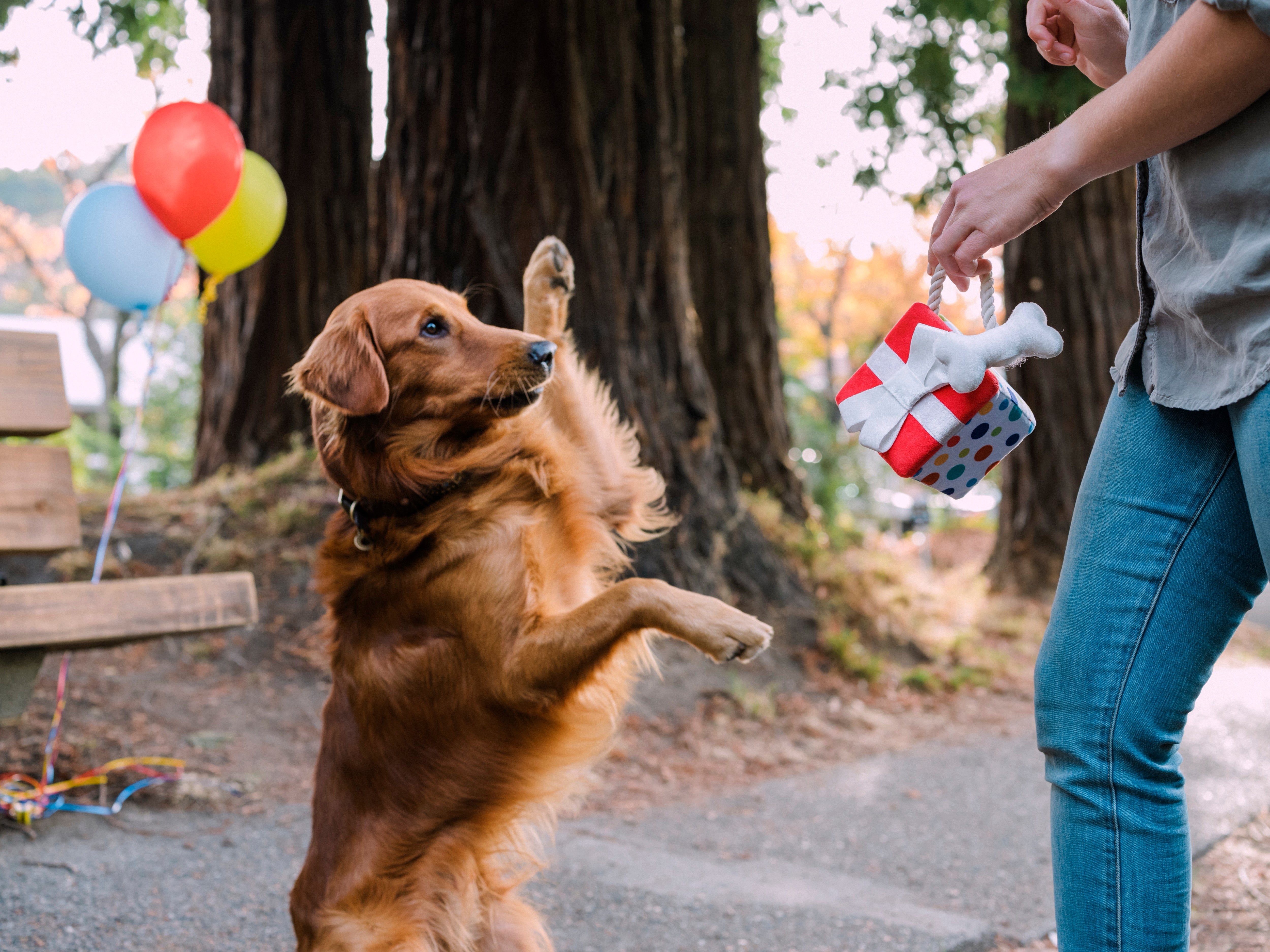 Perfect Gift for Dogs - Party Time™ Plush Dog Toy by Pet P.L.A.Y. | Soft & Durable Chew Toy for Puppies & Adult Dogs - Great for Playtime, Training & Cuddling