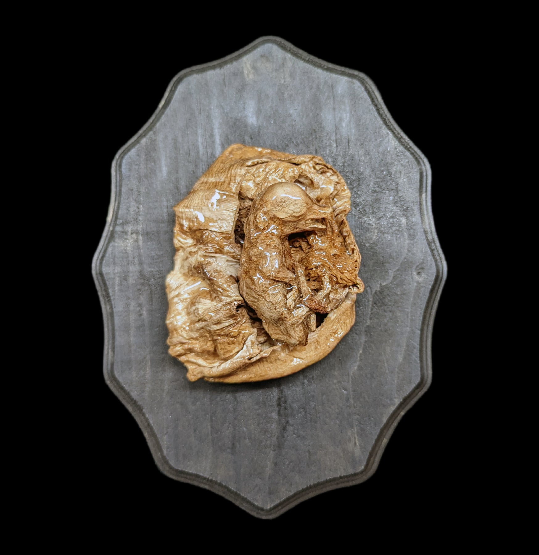Premium Large Dissected Fetal Pig in Uterus - Biology Classroom Specimen for Anatomy Study, Veterinary Training & Medical Education - Ideal for Science Labs and Research