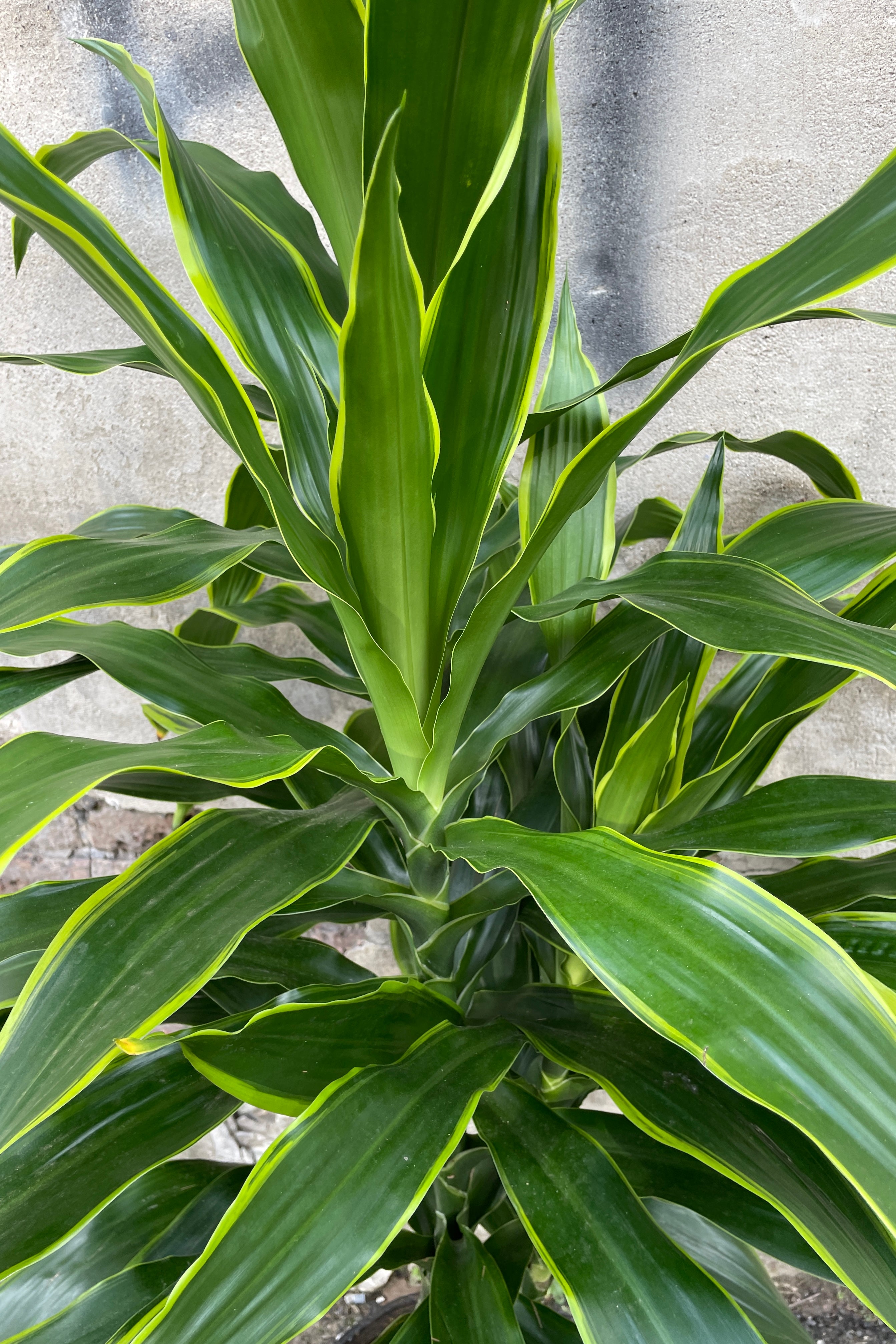 Dracaena 'Art' 10