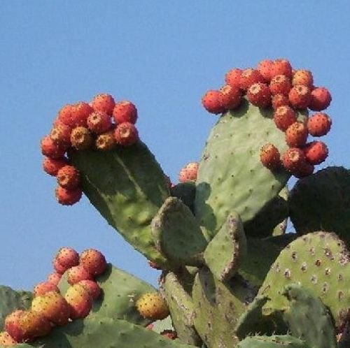 Organic Nopal RED Fruit Nopalina Nopalea Cactus Seeds - 20 Exotic Edible Cactus Seeds for Sweet Juice & Healthy Drinks - Perfect for Home Gardening, Smoothies, and Natural Remedies
