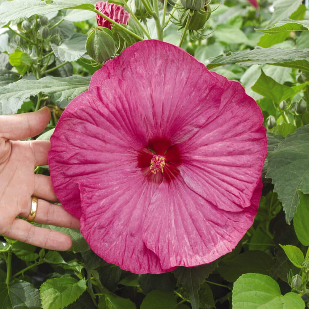 Outsidepride Perennial Hibiscus Luna Rose Flower Seeds - 10 Seeds for Planting, Gardening & Landscaping - Attracts Butterflies & Hummingbirds