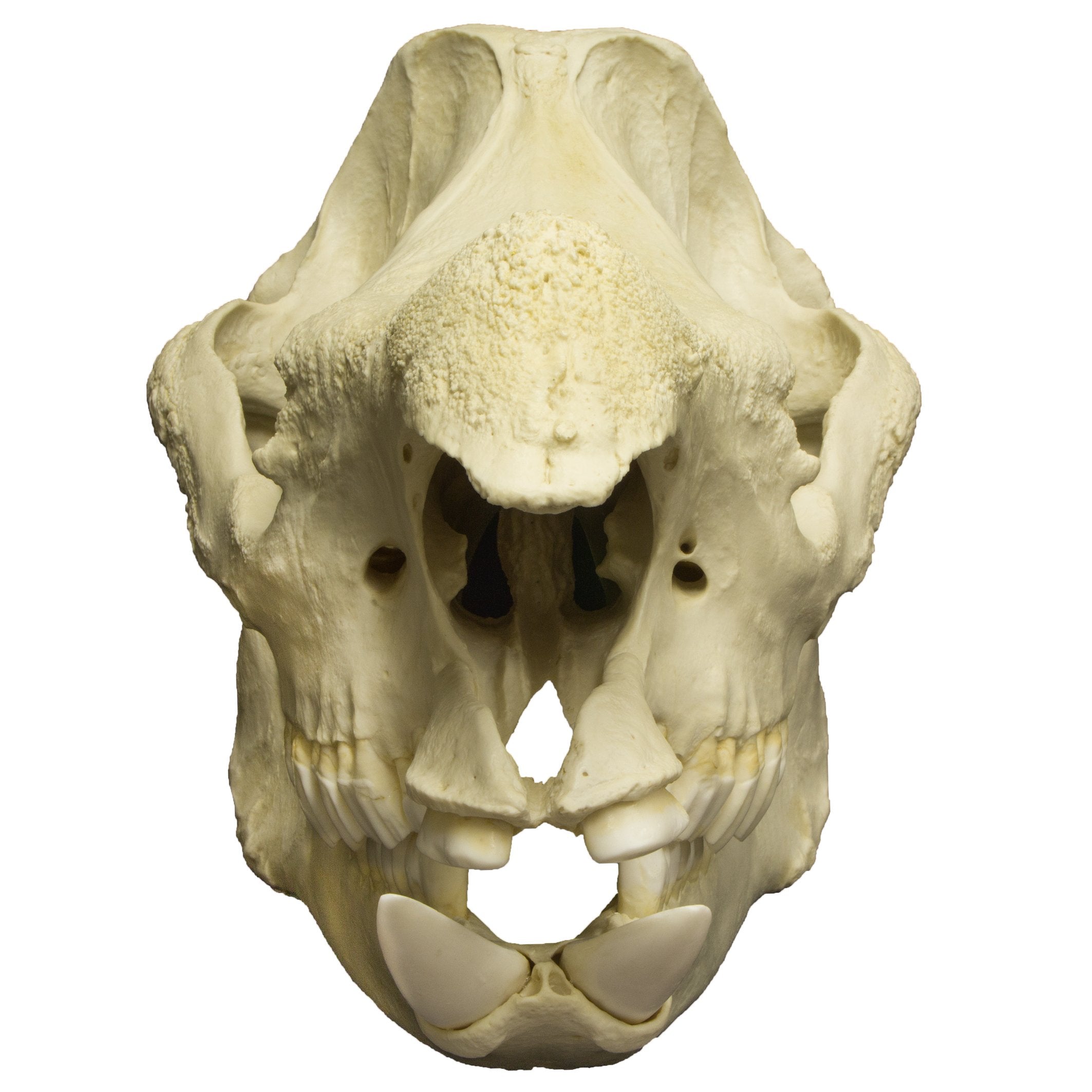 Replica Javan Rhinoceros Skull - Lifelike Animal Skull Decor for Home, Office & Halloween Display - Perfect for Gothic Decor, Science Education & Taxidermy Enthusiasts