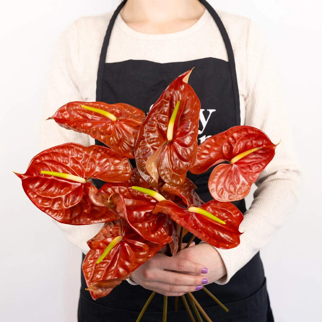 Anthurium Cocoa Tropical Flower - Exotic Live Houseplant for Home & Office Decor - Perfect for Indoor Gardens, Gifts, and Tropical Themes