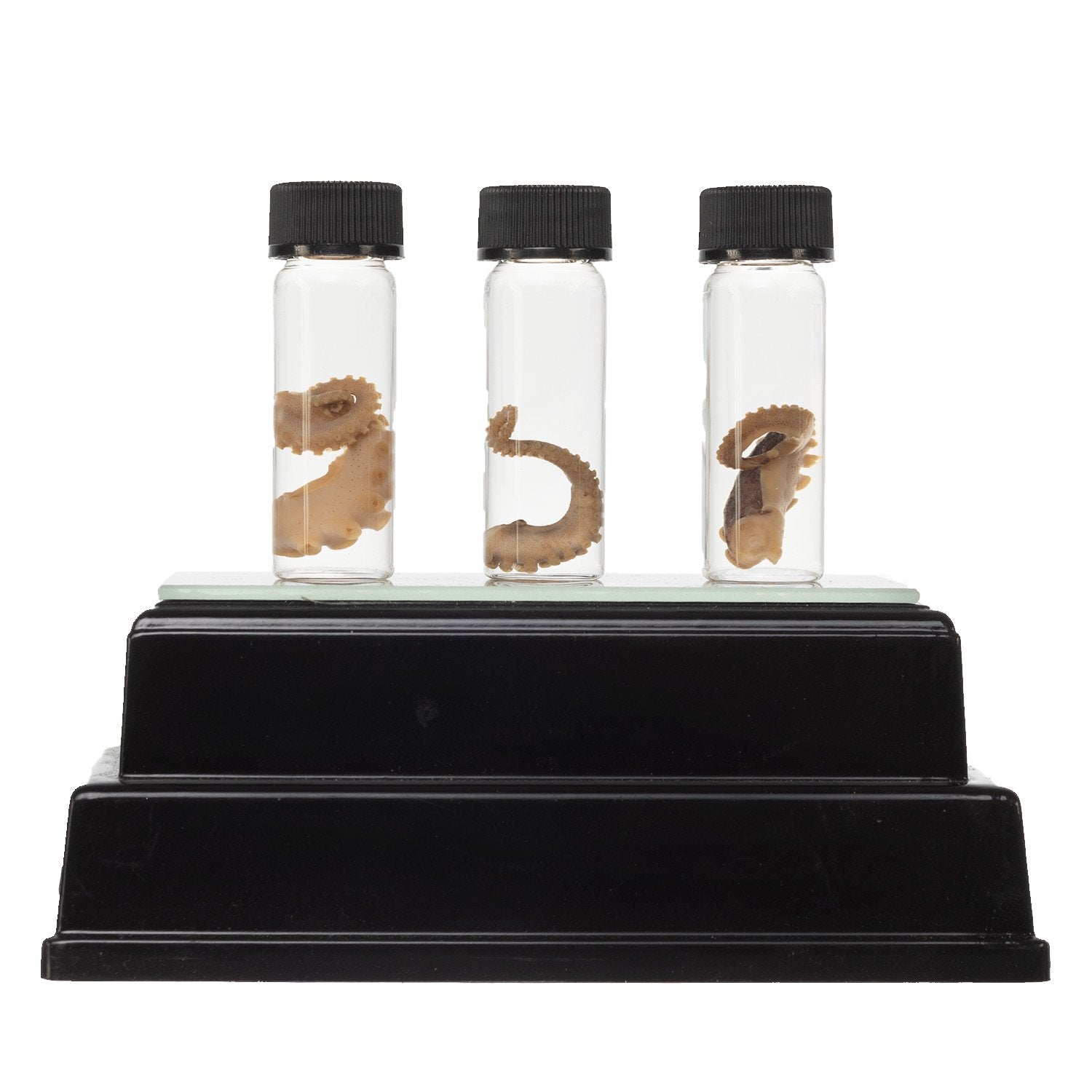 Authentic Real Tentacle Wet Specimen - Preserved Marine Biology Specimen for Science Education & Oddity Collectors | Perfect for Classroom Display, Gothic Decor & Curiosity Cabinets