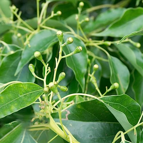 Camphor