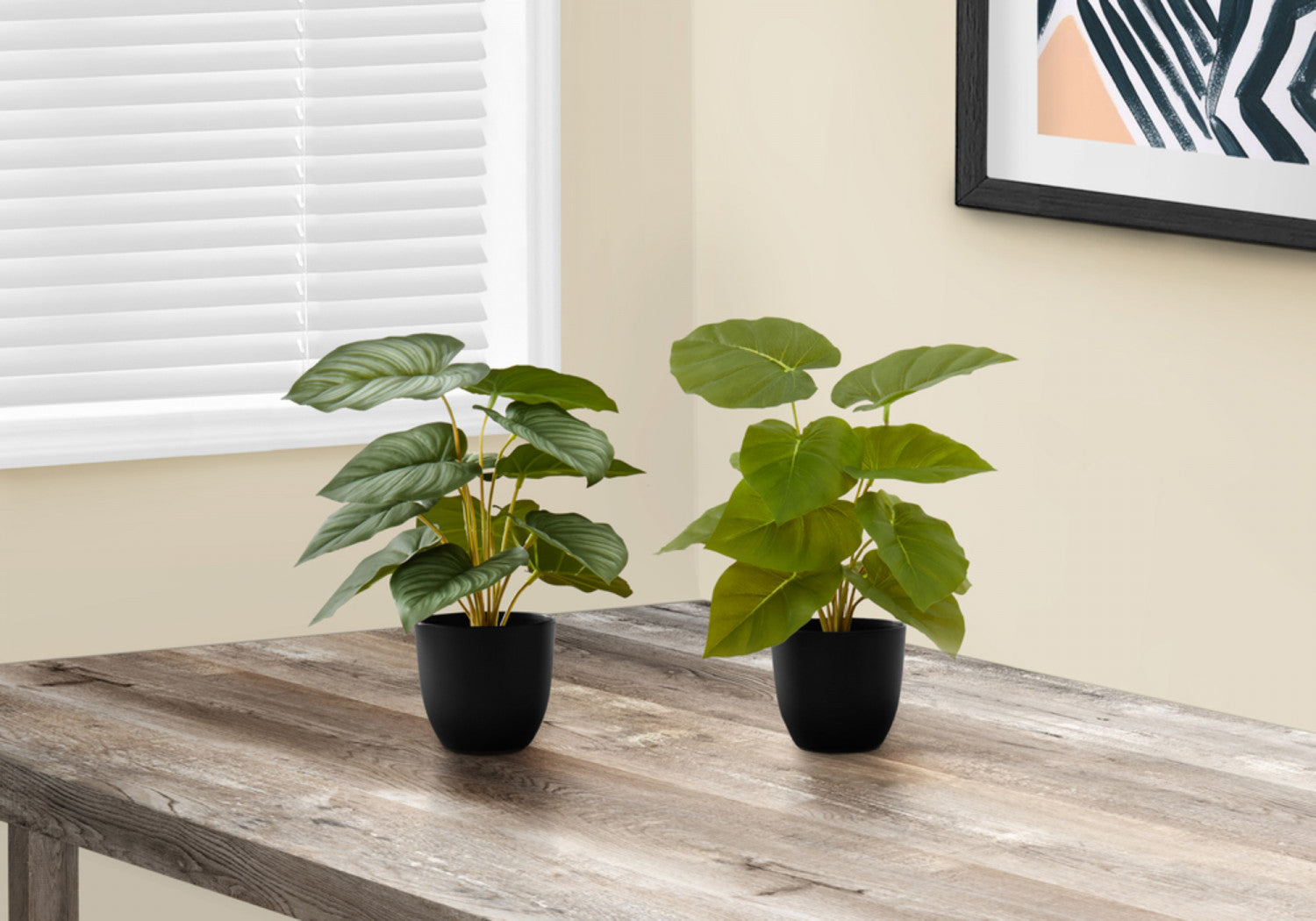 Epipremnum Aureum (Pothos) Live Plant - Set of 2 with 4 Black Pots - Low Maintenance Indoor Houseplant for Home, Office Decor & Air Purification