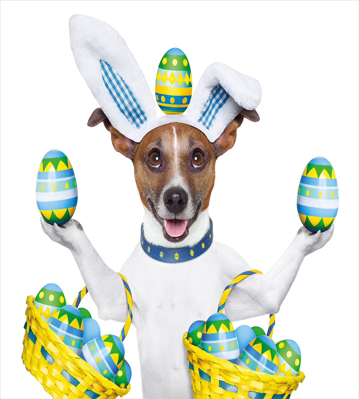 Funny Jack Russell Dog Cook Balancing Eggs Duvet Cover Set - 3 Piece King Size Easter Bedding with 2 Pillow Shams | Cute Animal Print Home Decor for Easter Celebrations, Dog Lover Gifts & Themed Bedroom Design