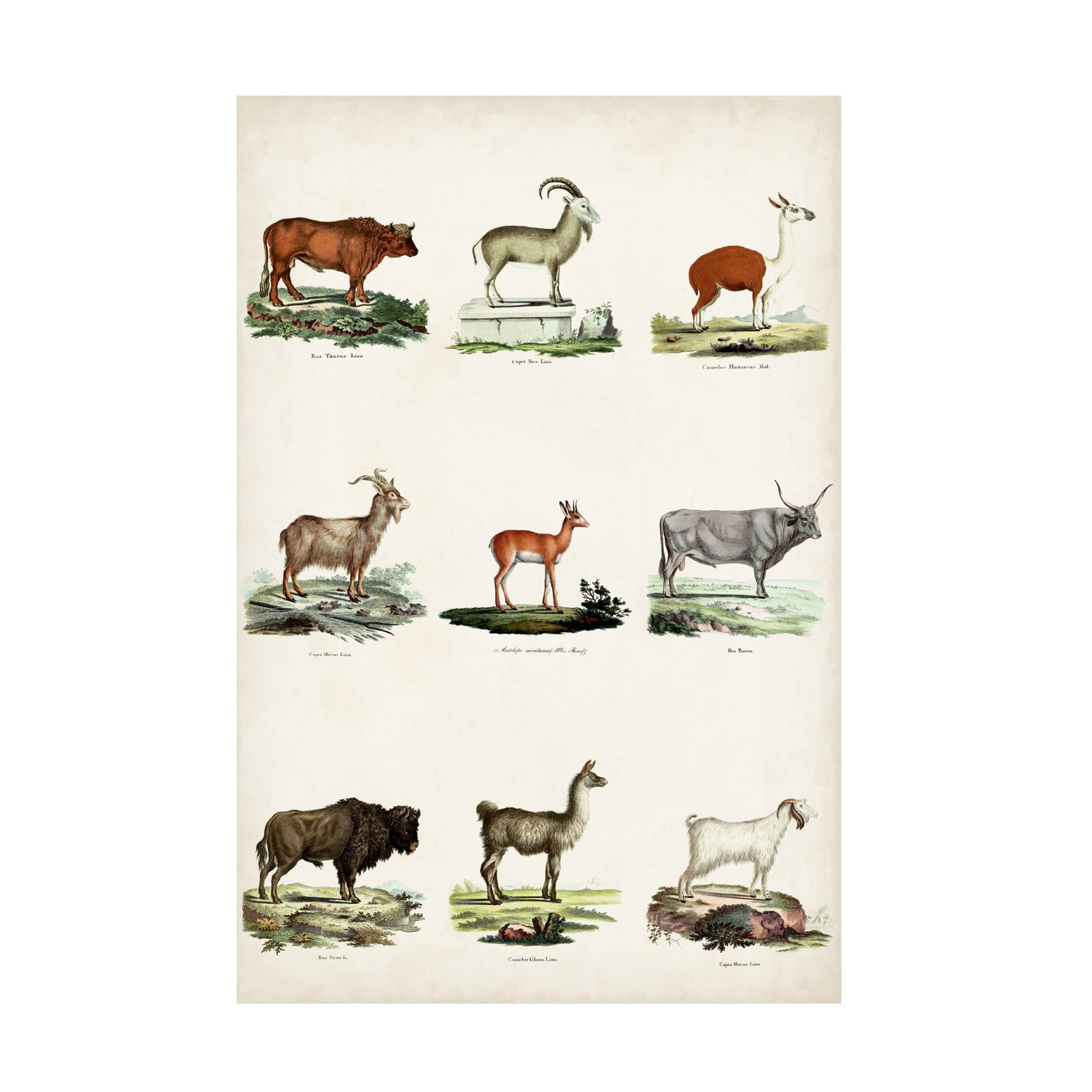 Trademark Fine Art 'Antique Animal Chart I' Canvas Wall Art Print - Vintage Wildlife Decor for Living Room, Bedroom & Office