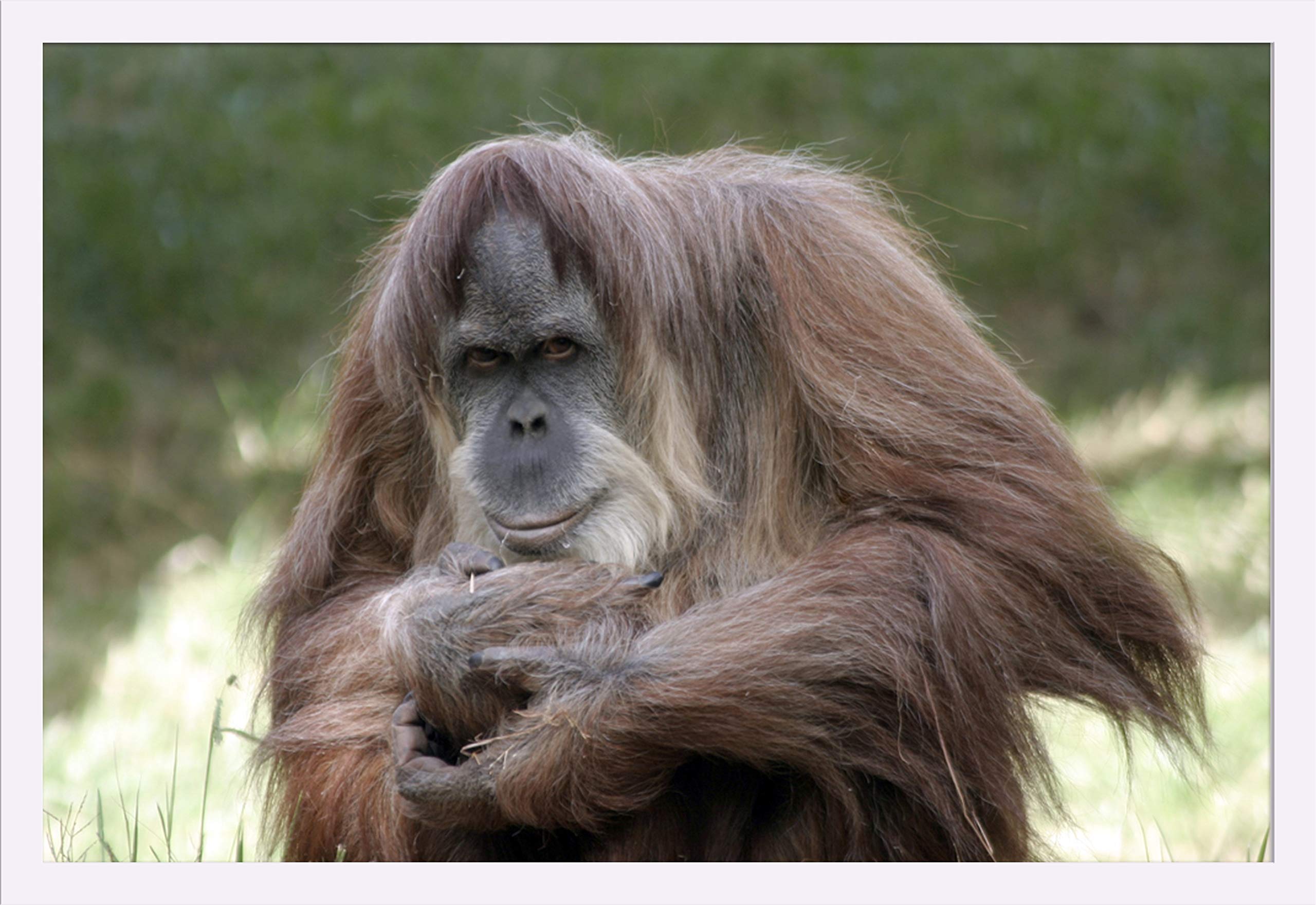Orangutan Adult 49427 - 36x24 Inch Giclee Art Print with White Wood Gallery Frame - Premium Wall Decor for Living Room, Office & Bedroom