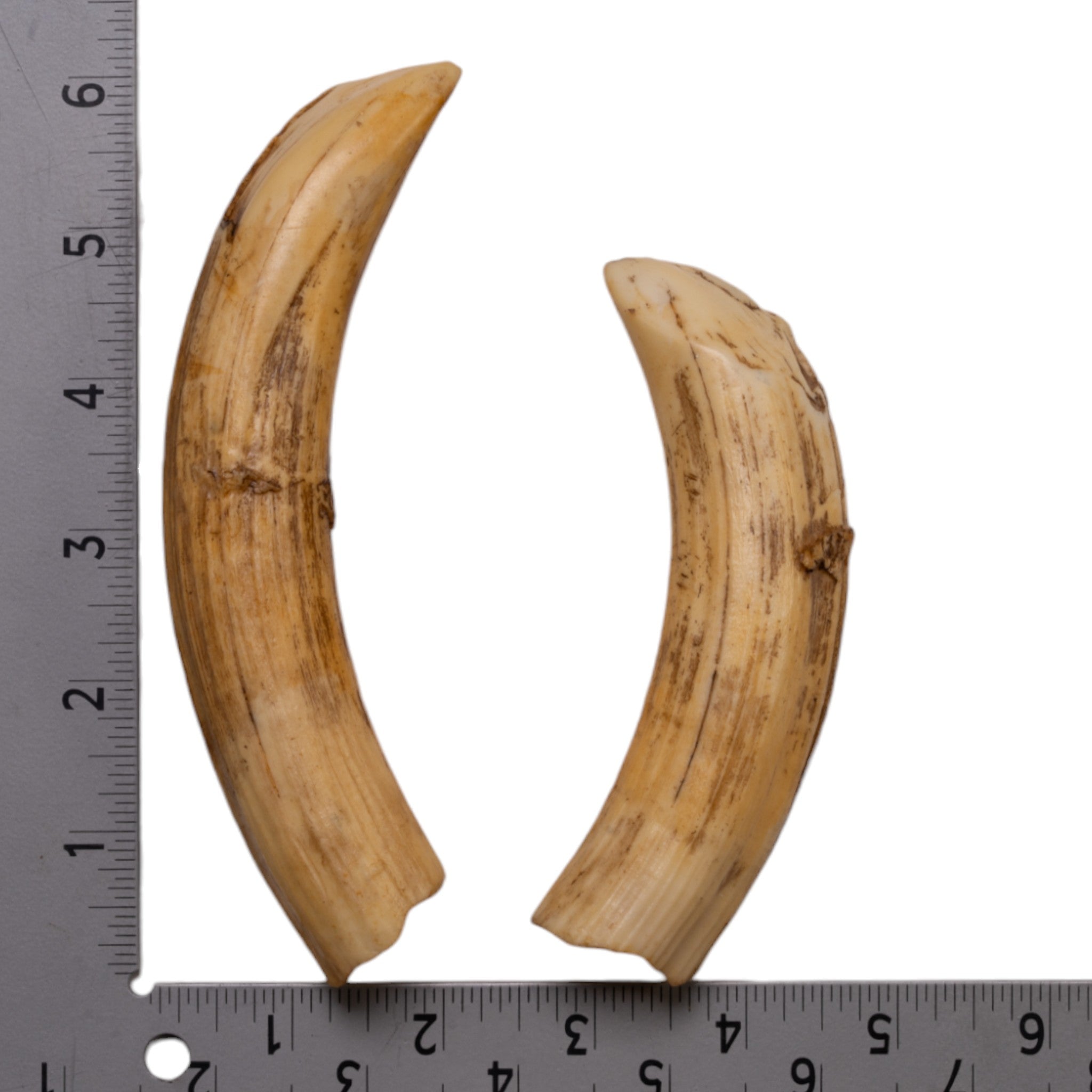 Authentic-Looking Replica Hippopotamus Teeth Set - 12-Piece Full Dental Collection for Educational Displays, Museum Exhibits & Paleontology Studies