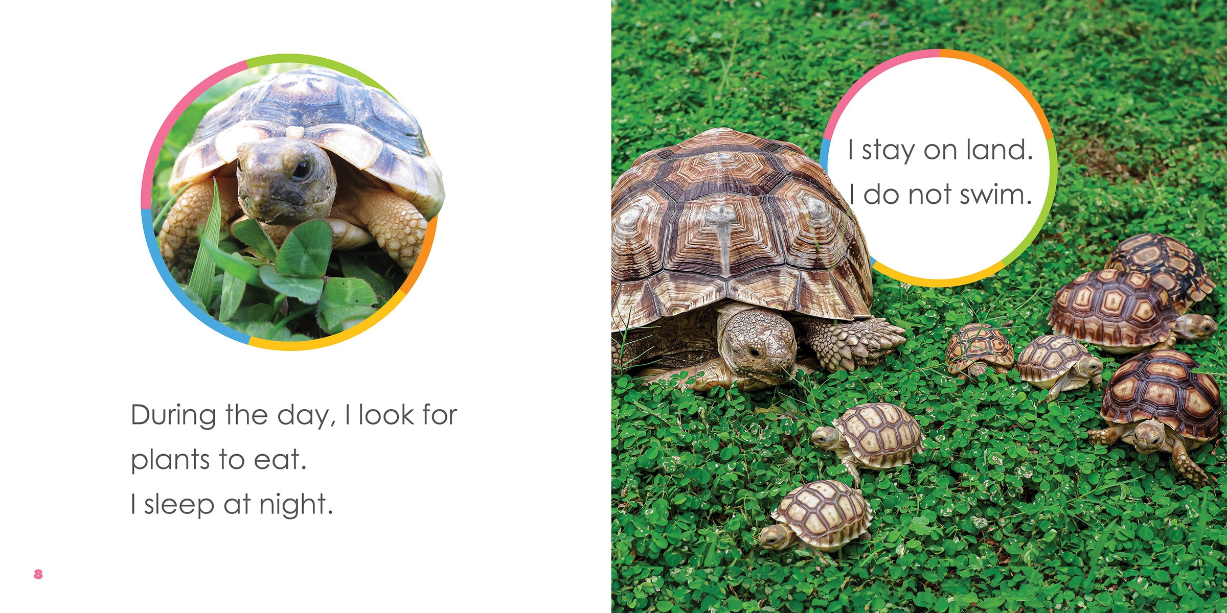 Baby Tortoises for Sale - Healthy & Adorable Hatchlings for Pet Lovers | Perfect for Kids' First Pets & Educational Reptile Habitats