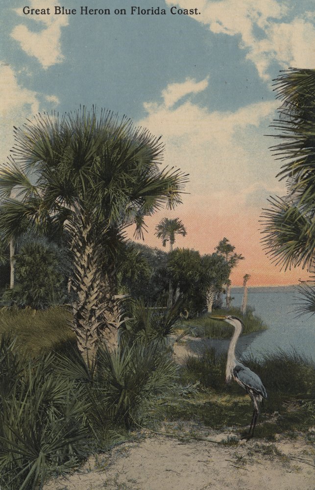 Great Blue Heron Florida Coast Beach Art Print - 16x24 Giclee Gallery Quality Wall Decor with Vivid Textures | Perfect for Living Room, Office & Coastal Home Decor