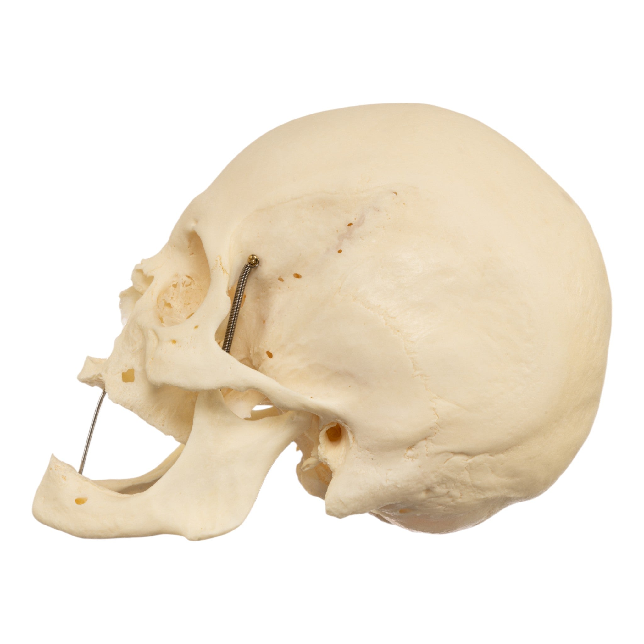 Premium Disarticulated Human Skeleton Model for Medical Study - Anatomical Pathology Teaching Aid for Students & Professionals - Perfect for Classroom, Lab & Medical Training