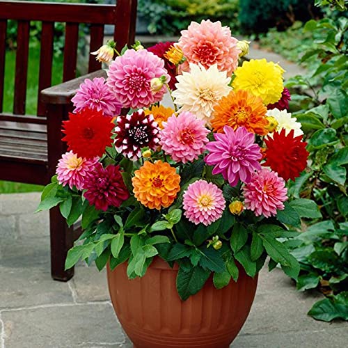 Dahlia Pompon Ball Mix Seeds - Non-GMO Beautiful Annual Flowers for Garden Planting | Perfect for Hanging Baskets, Borders & Cut Flower Arrangements