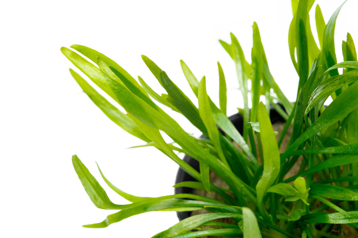 Cryptocoryne Lucens Live Aquarium Plant - Easy Low Light Freshwater Aquatic Plant for Fish Tanks, Aquascaping & Nano Tanks (Perfect for Beginners & Shrimp Tanks)