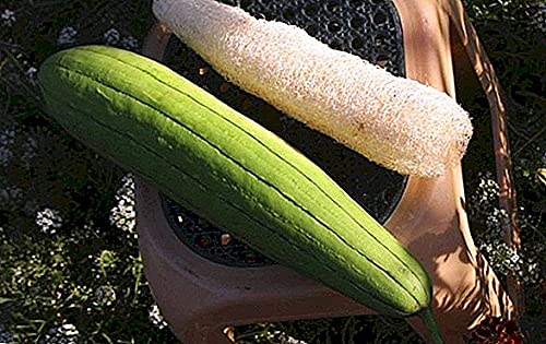 Organic Non-GMO Dishrag Gourd Seeds - Smooth Luffa Sponge for Exfoliating & Cleaning | Heirloom Vegetable Seeds for Planting | Perfect for Gardeners, DIY Beauty & Eco-Friendly Home Use