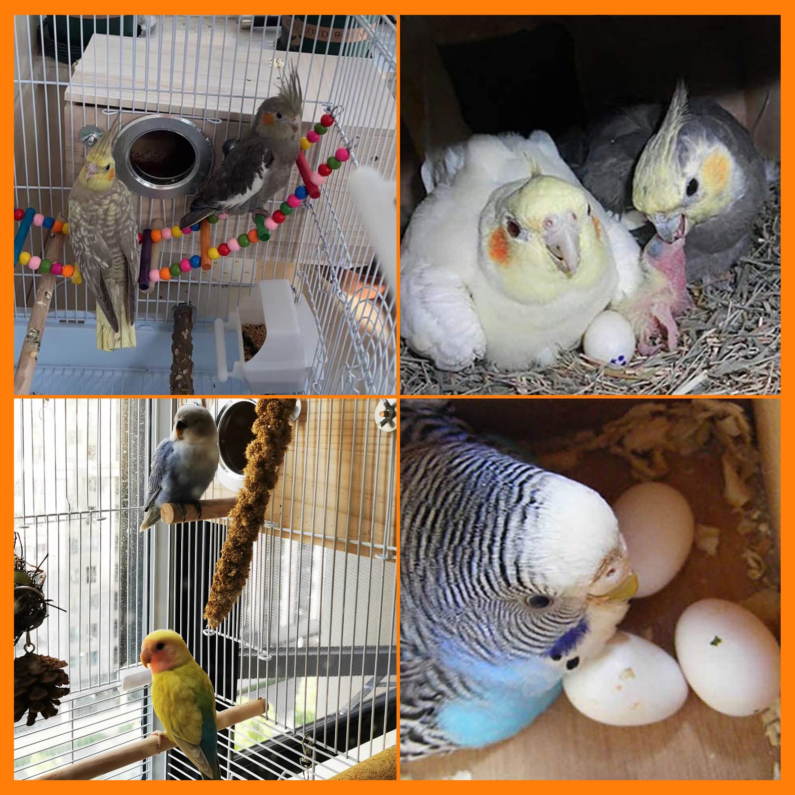 Premium Parakeet Nest Box - Budgie & Cockatiel Breeding House for Lovebirds & Medium/Large Parrots | Safe & Durable Bird Mating Box for Aviary or Home Use