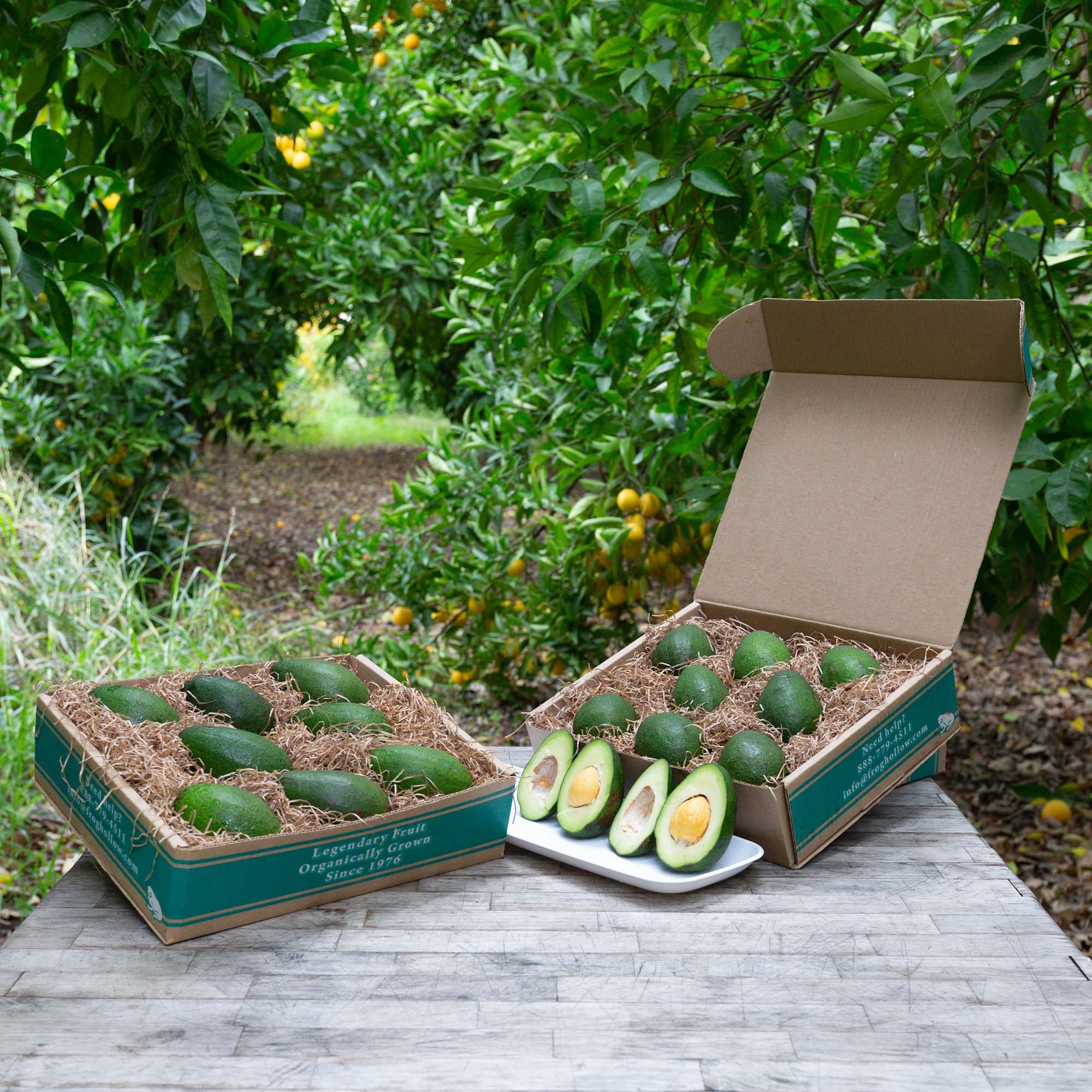 Organic Bacon Avocados - Premium Hass Avocado Variety for Guacamole, Salads & Healthy Eating | Perfect for Keto, Paleo & Vegan Diets
