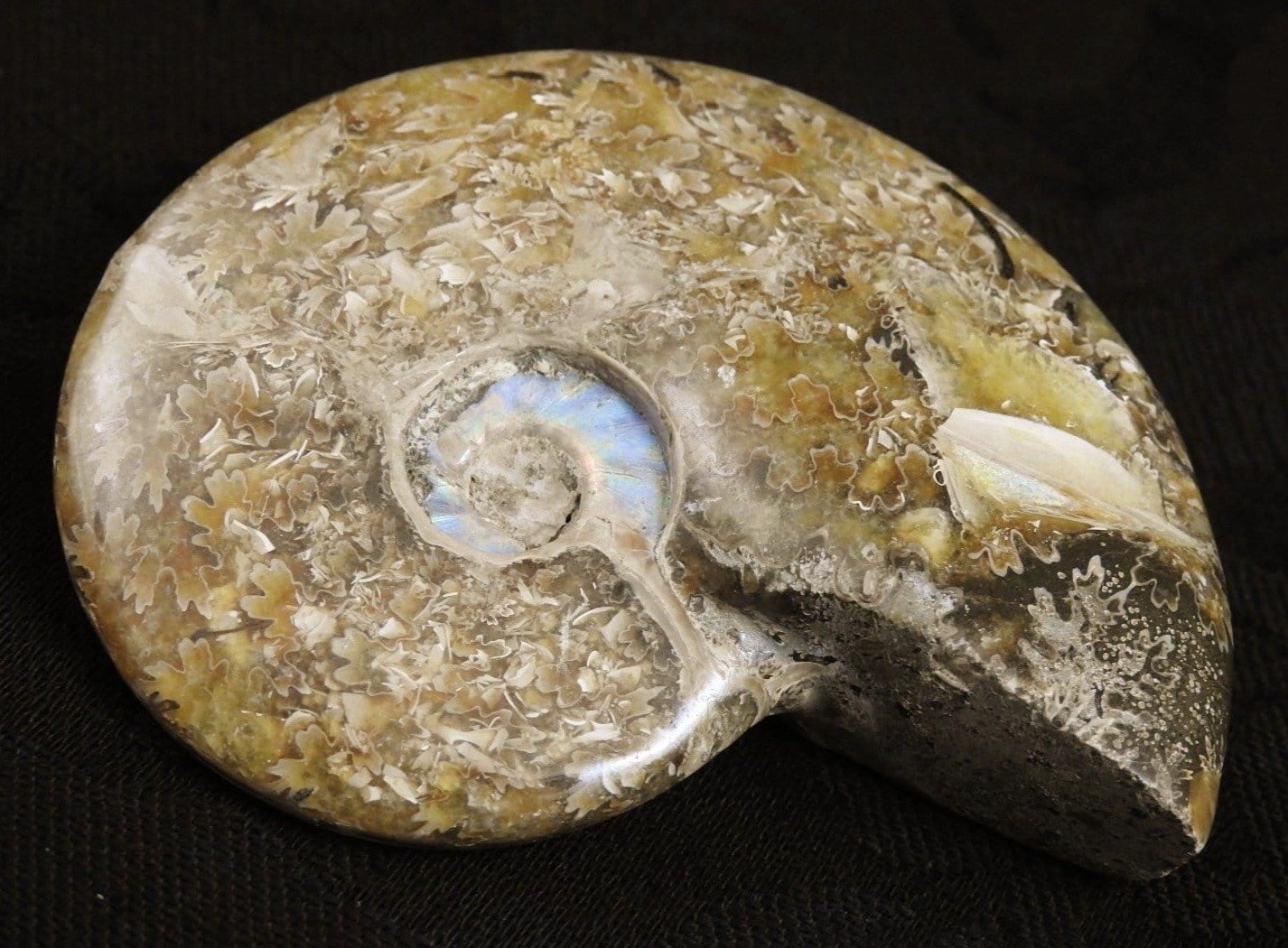 Authentic Ammonite Fossil from Morocco - Natural Stone for Home Decor, Jewelry Making & Fossil Collecting - Perfect for Gifts, Science Education & Meditation Spaces