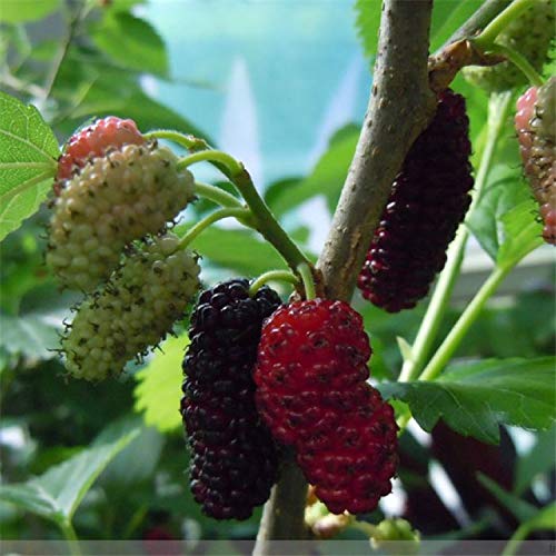 80+ Morus Mulberry Fruit Tree Seeds - Rare Edible Varieties for Bonsai, Garden Planting & Home Gardening | Perfect for Landscaping, DIY Projects & Fresh Fruit Harvest