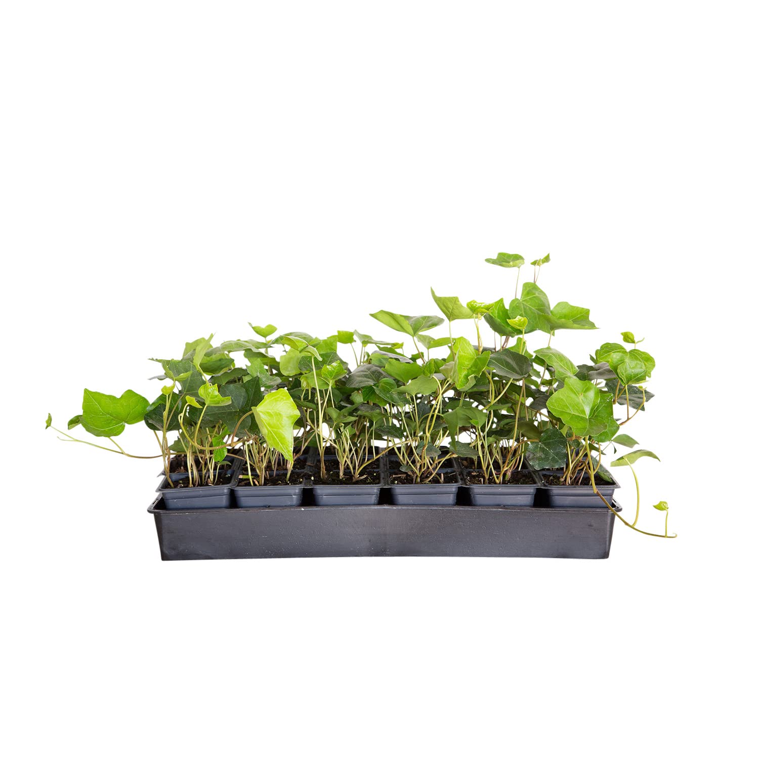 English Ivy - 18 Pack (3.25 Inch Pots) Evergreen Ground Cover Vine - Full Sun to Partial Shade Live Outdoor Plants for Garden Landscaping, Fence Covering, and Ground Erosion Control