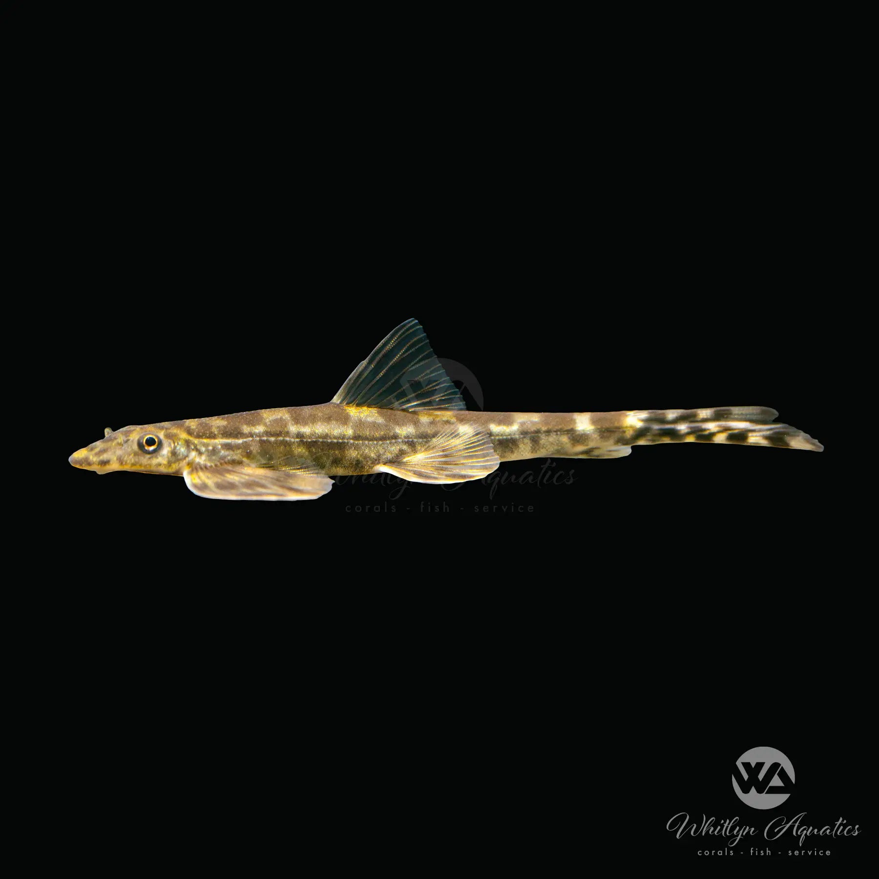 Lizard Loach Fish - Homaloptera Species for Freshwater Aquarium | Tropical Fish Tank Decoration & Bottom Cleaner