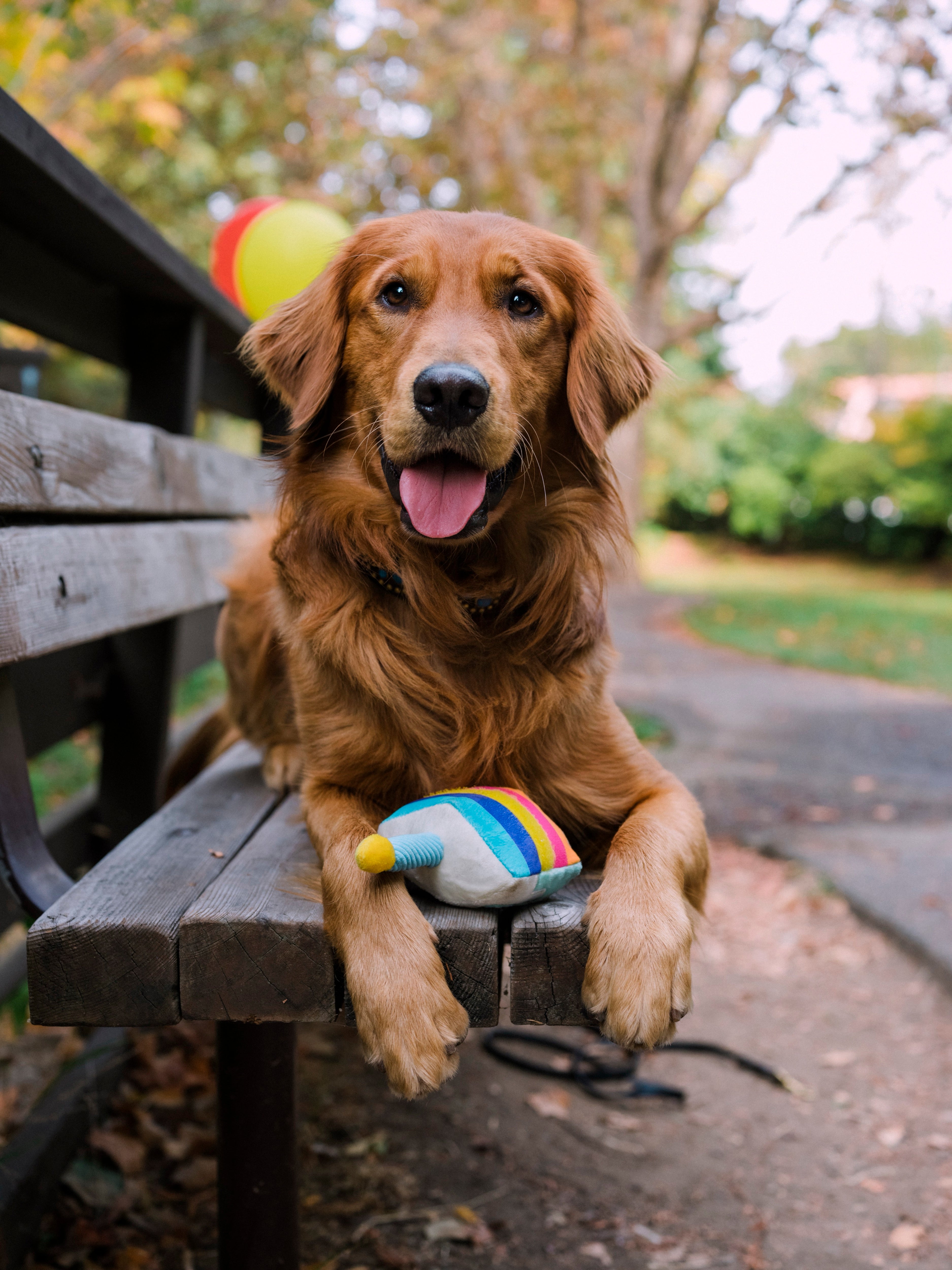 El Pastel Bone Appetit Dog Toy Plush Chew Toy for Small & Large Dogs | Pet P.L.A.Y. Party Time™ - Perfect for Birthday Celebrations, Playtime & Training Rewards