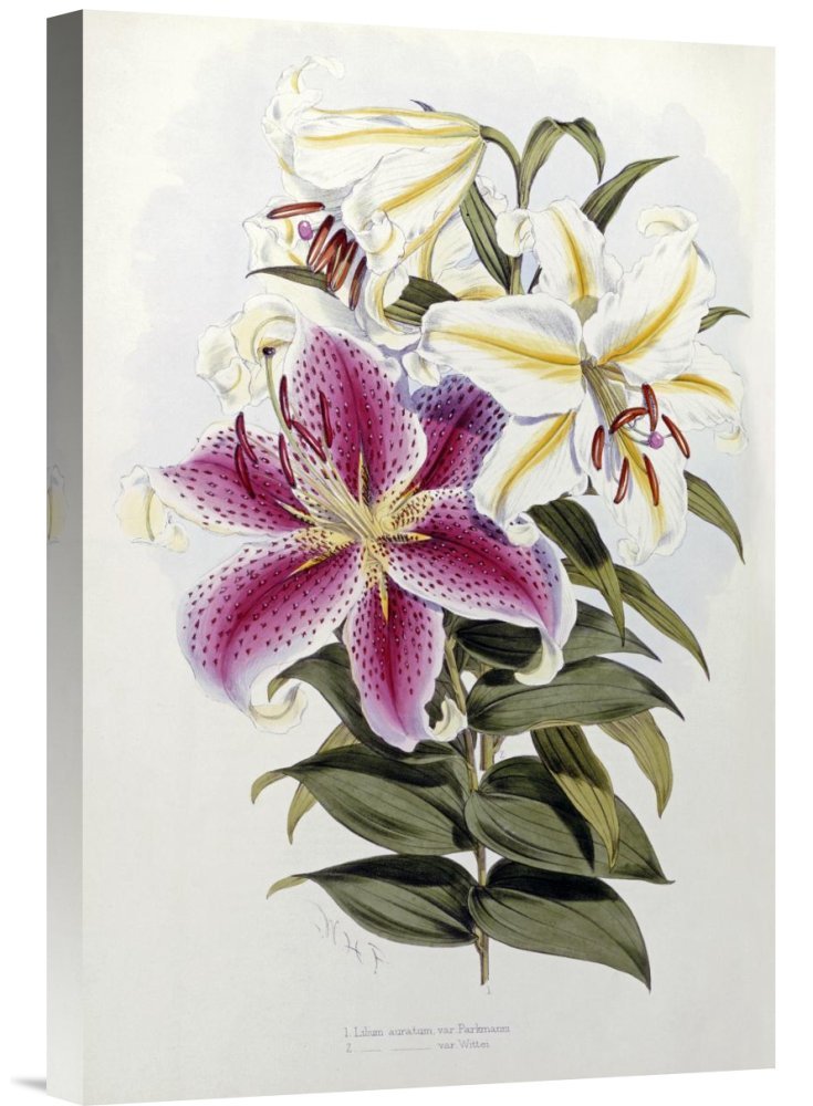 Henry John Elwes A Monograph of The Genus Lilium Gallery Wrap Giclee Canvas Wall Art Print - Premium Home Decor for Living Room, Bedroom & Office
