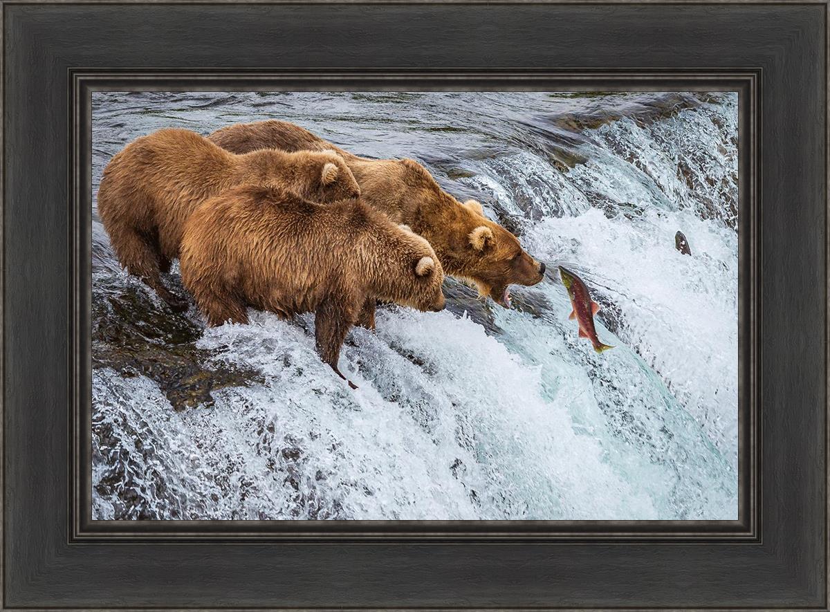 Grizzly Bears Catching Salmon at Katmai National Park Brooks Falls Alaska - Wildlife Photography & Nature Adventure Travel