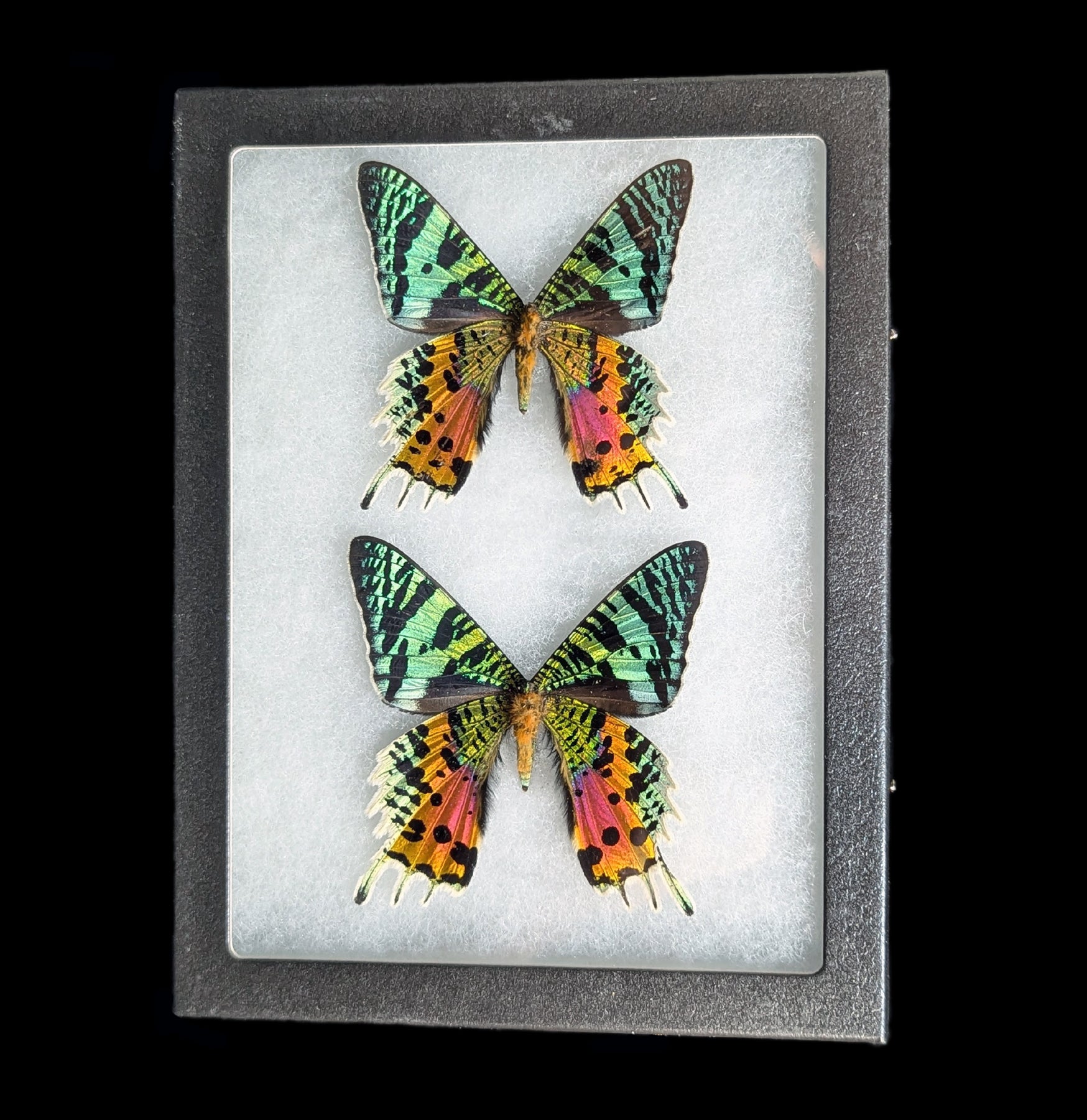 Stunning Riker Mounted Sunset Moth Pair - Male & Female Display - Perfect for Home Décor, Nature Collections & Educational Displays