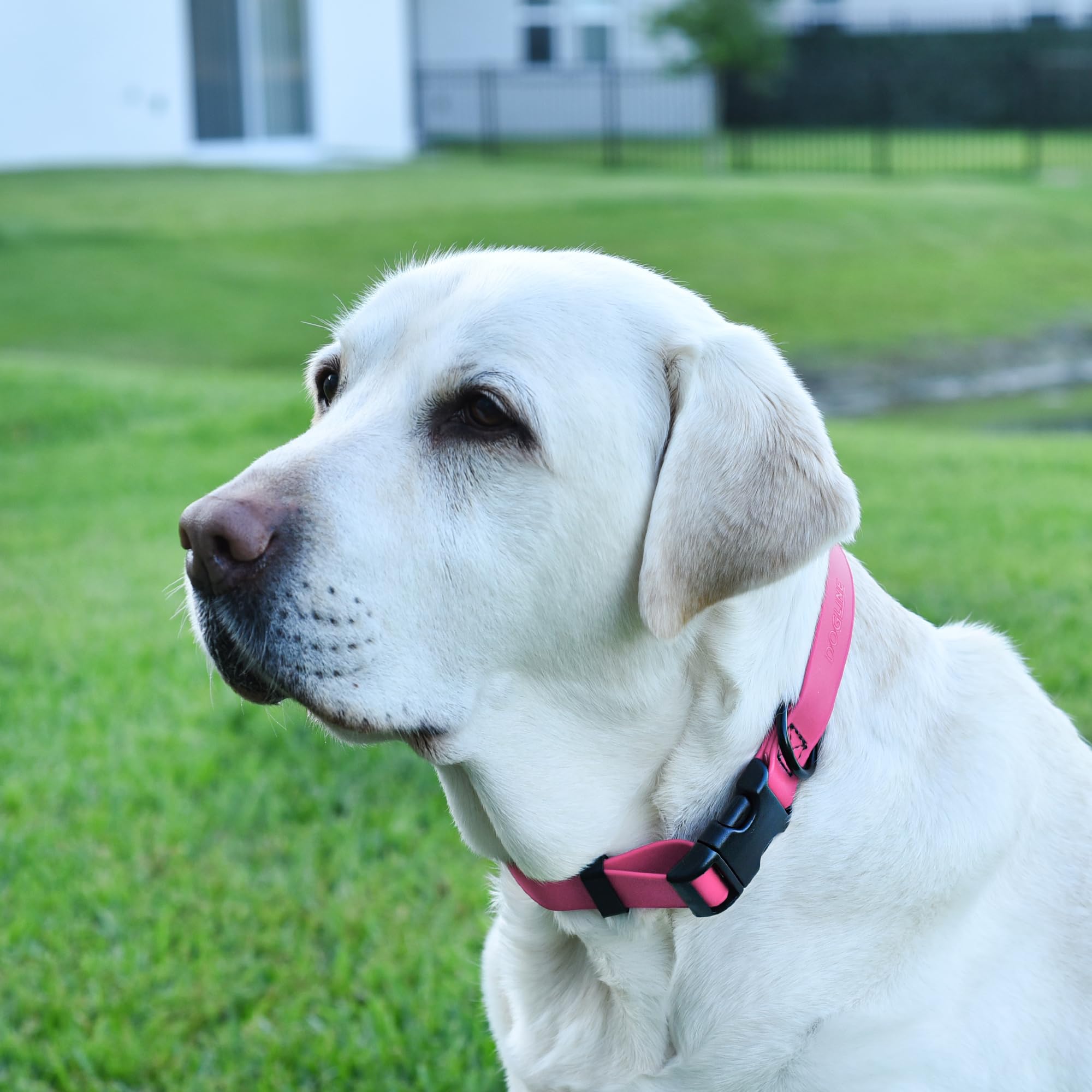 Waterproof Biothane Dog Collar with Quick Release Buckle - Odor-Proof & Easy Clean Nylon Webbing - Adjustable 15-23