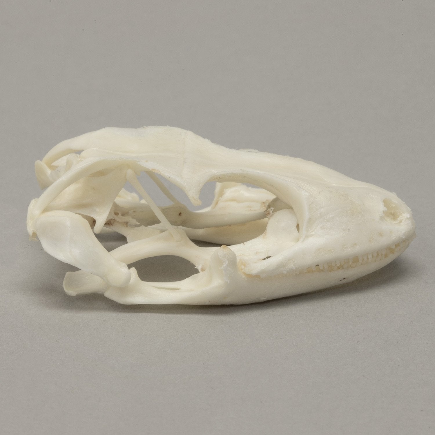 Authentic Tokay Gecko Skull Specimen - Rare Reptile Bone Collection for Science Study, Home Decor & Gothic Display - Perfect for Biology Classrooms, Oddity Cabinets and Halloween Decorations
