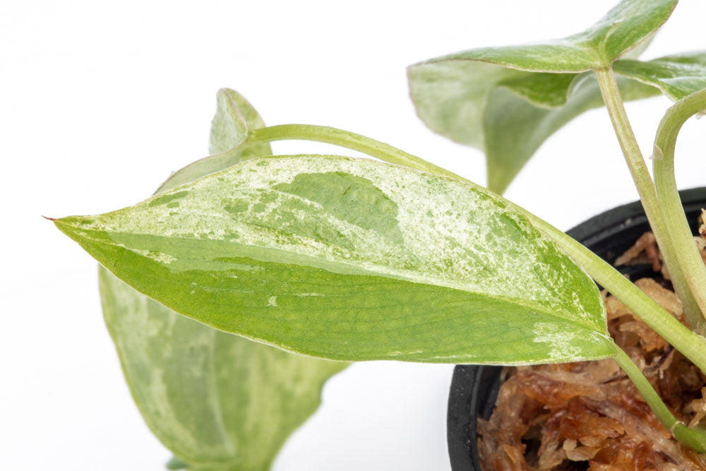 Philodendron Paraiso Verde Bare Root Plant - Rare Tropical Houseplant for Indoor Decor, Office & Living Room