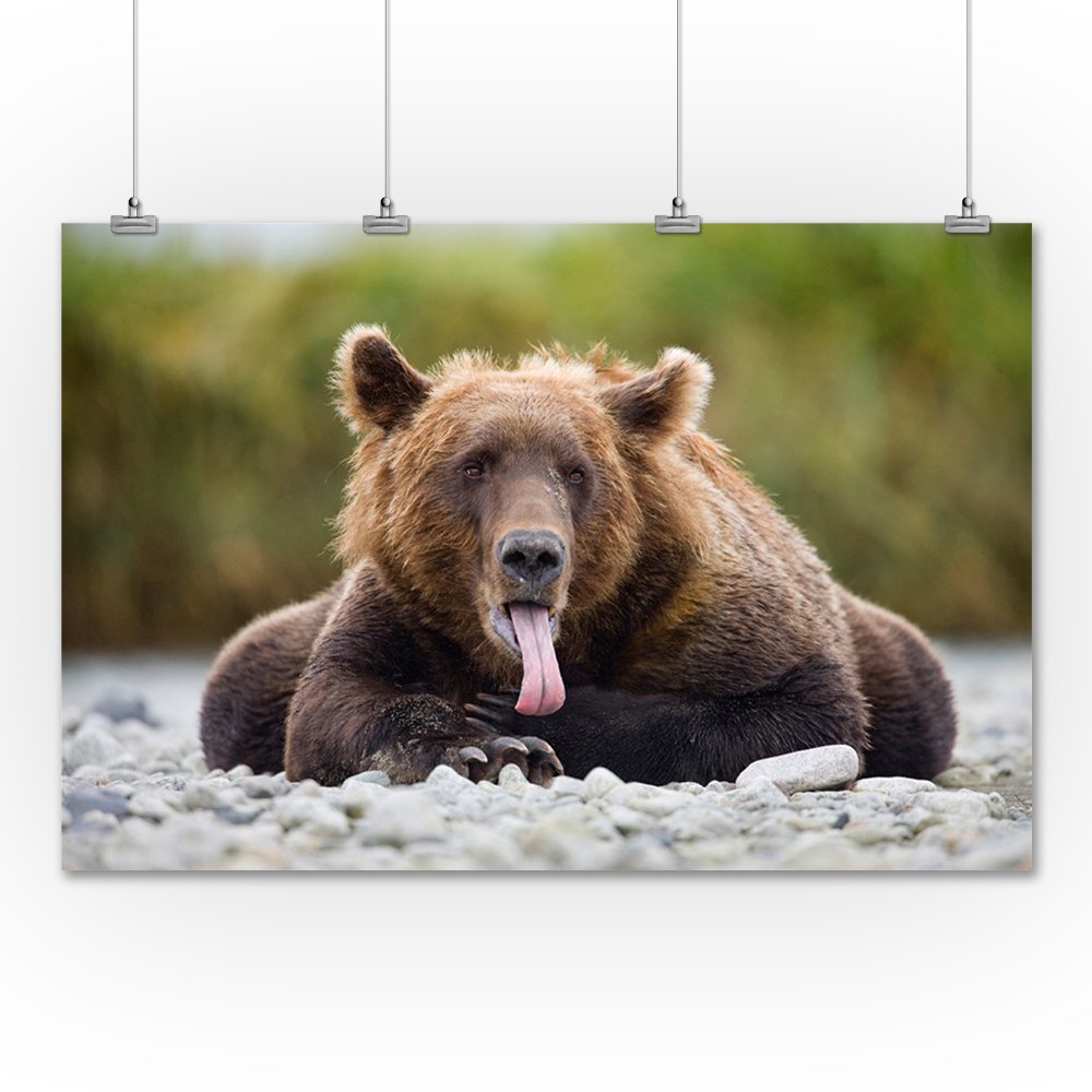 Grizzly Bear with Tongue Out - 36x54 Inch Giclee Art Print - Wildlife Travel Poster for Wall Decor - Perfect for Living Room, Office & Cabin Decor