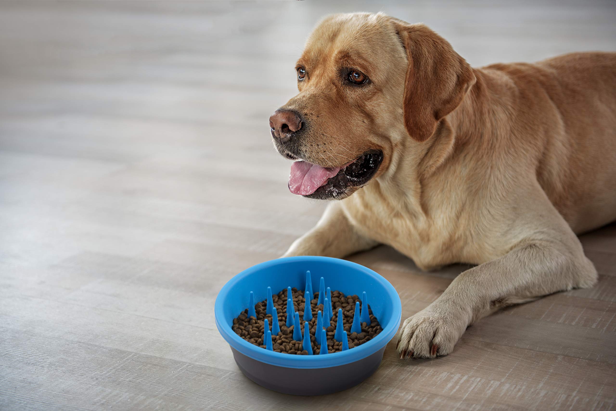 Dexas Slow Feeder Dog Bowl - 6 Cup Capacity for Healthy Digestion & Dental Care - Gray & Blue Pet Food Dish - Perfect for Fast Eaters & Mealtime Enrichment